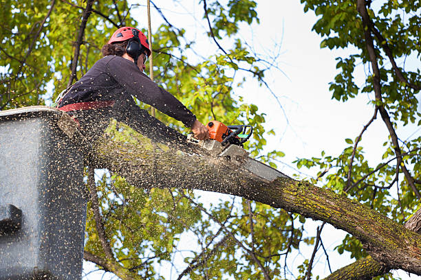 Best Commercial Tree Services  in Red Bank, NJ